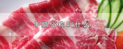 ​牛腩俗称叫什么 牛腩俗称叫什么肉