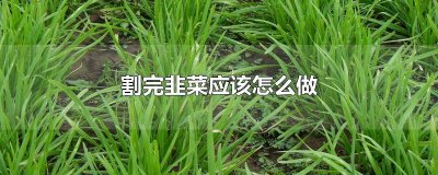 ​割完韭菜应该怎么做,做好防腐防虫工作 割完韭菜应该怎么做淘宝农场