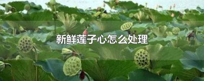 ​莲子心的保存方法 莲子心保存方法