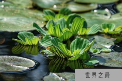 ​鱼缸上面适合放什么植物：水芙蓉、水葫芦双双入榜