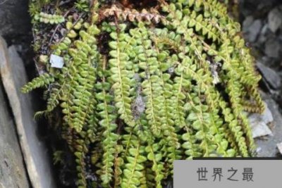 ​国家十大草本植物保护名录：玉龙蕨、革苞菊双双上榜