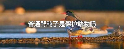 ​普通野鸭子是保护动物吗