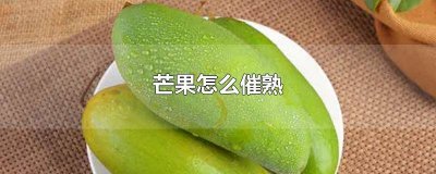 ​凯特芒果怎么催熟 天冷芒果怎么催熟