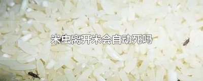 ​米虫子离开米还能活吗 米虫会装死