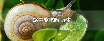 ​野生非洲大蜗牛能不能吃 非洲蜗牛能食用吗