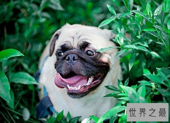 超级可爱的适合家养的小型犬大盘点，真的超萌！