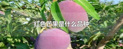 ​红皮的芒果是什么品种 粉红色的芒果是什么品种