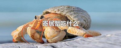 ​海生寄居蟹吃什么 寄居蟹是海里的还是淡水里的