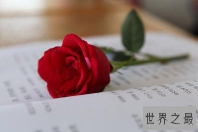 ​有哪些玫瑰花语深入人心 直男癌快来学些送给女神