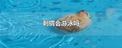 ​刺猬会游泳吗从文中哪里可以得到答案 刺猬会游泳吗为什么