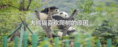 ​大熊猫喜欢爬树吗 大熊猫为什么爱爬树