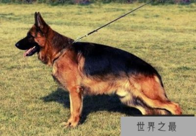 ​世界优秀警犬十大排名 昆明犬排名垫底