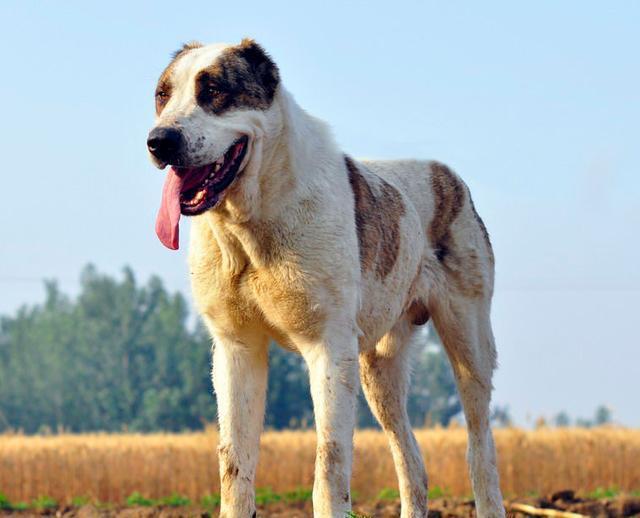 世界十大大型犬排名