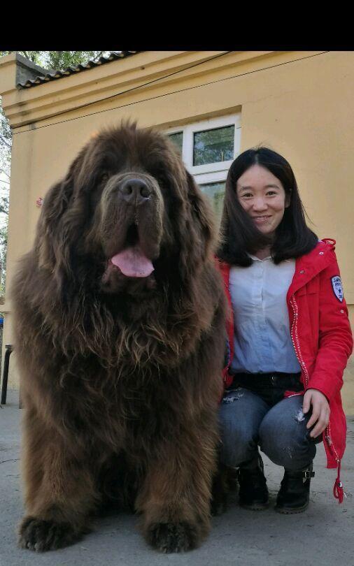 世界十大大型犬排名