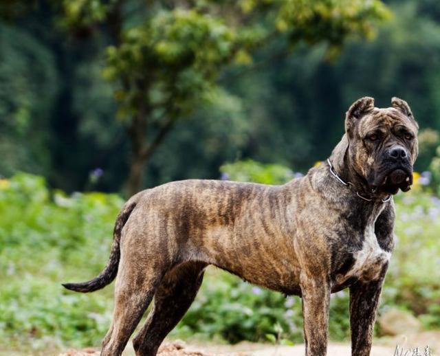 世界十大大型犬排名