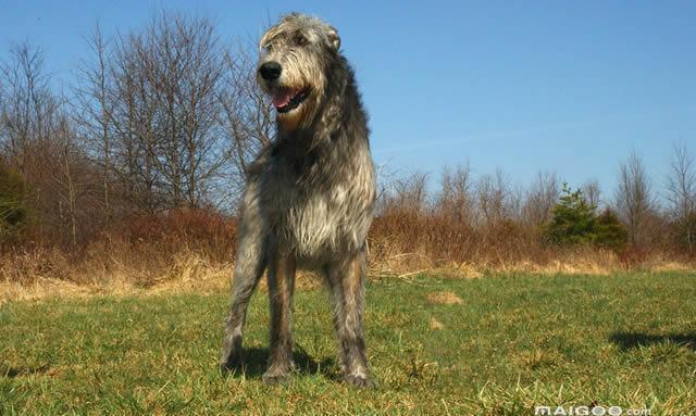 世界十大大型犬排名