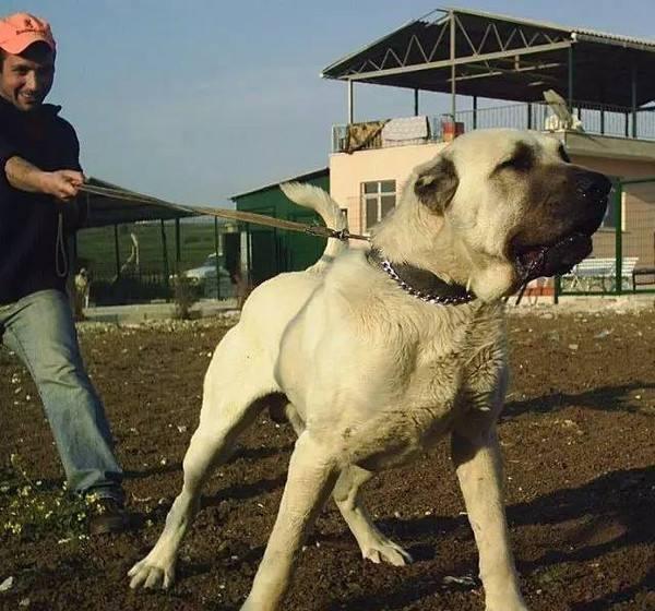 世界十大大型犬排名