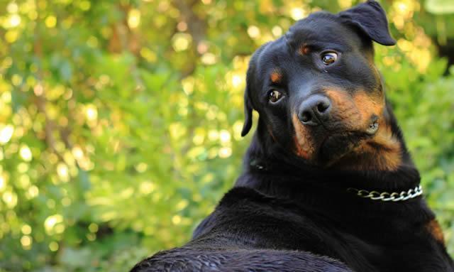 世界十大大型犬排名