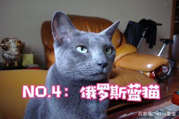 价值最贵的猫咪排名，英短排在最后，第一有钱也买不到！