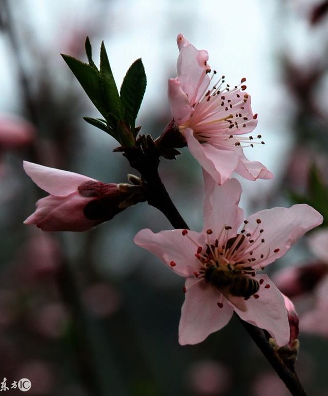 三生三世十里桃花，绝美桃花诗醉了浅浅可醉了你？