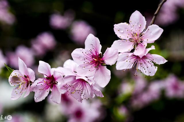 三生三世十里桃花，绝美桃花诗醉了浅浅可醉了你？