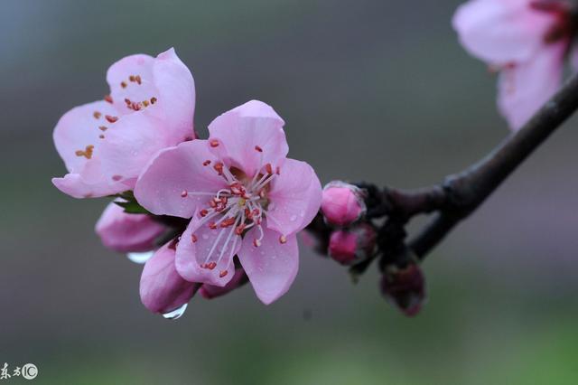 三生三世十里桃花，绝美桃花诗醉了浅浅可醉了你？