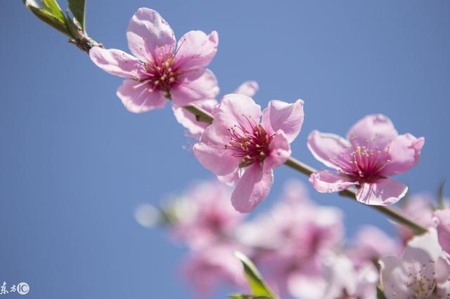 三生三世十里桃花，绝美桃花诗醉了浅浅可醉了你？