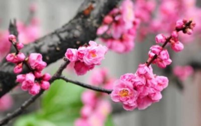 ​冬季常开的十种花 香水兰榜上有名 梅花荣登榜首