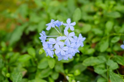 ​蓝雪花怎么做成棒棒糖，怎么养护