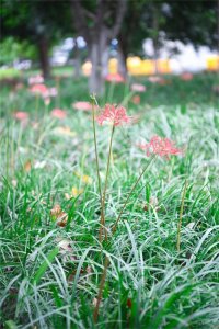 ​彼岸花分株后当年能开花吗，彼岸花如何分株