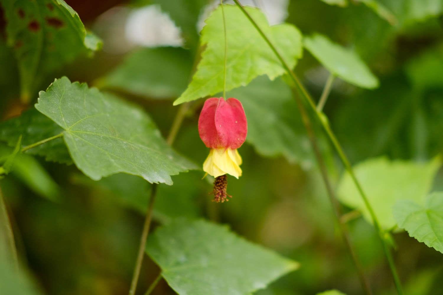 蔓性风铃花