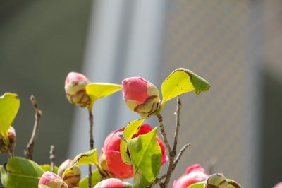 ​山茶花耐寒吗，山茶花耐旱吗