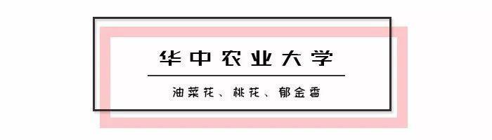 武汉20所高校校花新鲜出炉，最漂亮的竟然是……