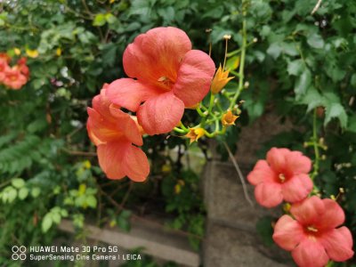 ​抚顺适合养什么花，市花和市树是什么