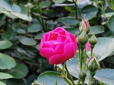 ​七姊妹（学名：Rosa multiflora Thunb. var