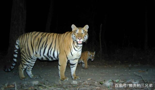 银背大猩猩能与老虎匹敌先打赢这种排名第四的猫科动物再说