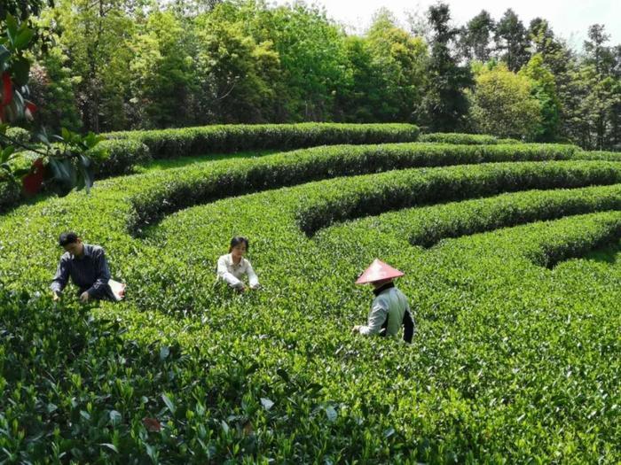 响亮的名片！“政和白茶，中国味道”！