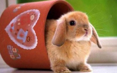 ​迷你宠物十大排名 仓鼠榜上有名 迷你兔荣登榜首