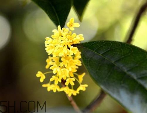 黄桂花可以泡茶吗 红桂花泡茶好还是黄桂泡茶好