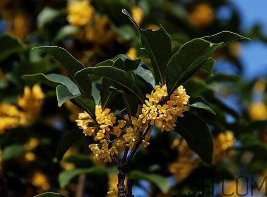 黄桂花可以吃吗 黄桂花的功效与作用