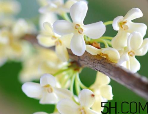 银桂花好还是白桂花好 银桂花和白桂花的区别