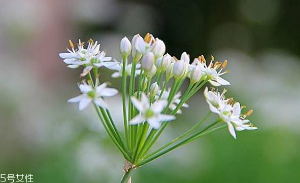 韭菜花和韭菜的区别 韭菜花是韭菜长出来的花吗