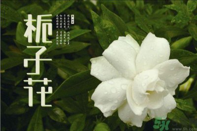 ​栀子花可以吃吗？栀子花怎么做好吃？