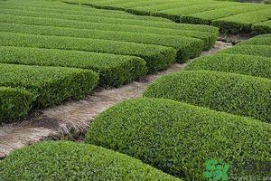 绿茶可以去黑眼圈吗？绿茶去黑眼圈的方法