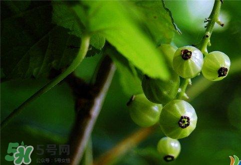 灯笼果好吃吗 灯笼果什么味道