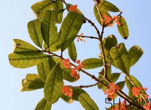 红桂花好还是黄桂花好 红桂花和黄桂花的区别