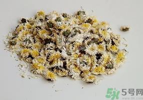 干菊花长虫怎么办？干菊花长虫还能喝吗？