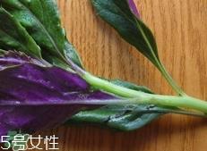 红背菜是发物吗?红背菜孕妇可以吃吗?