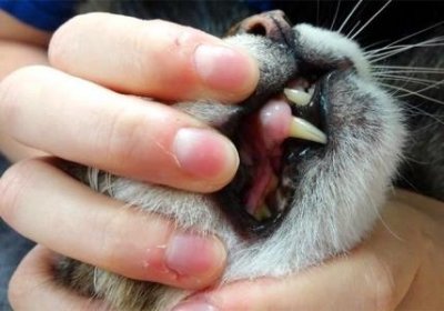 ​如何才能养好折耳猫？养折耳猫6条禁忌劝你别犯