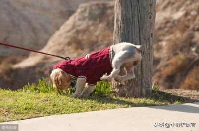 ​狗狗拉稀还能吃驱虫药么狗狗吃驱虫药拉稀带血